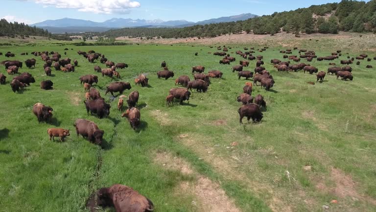 Robotic Shepherding of Bisons